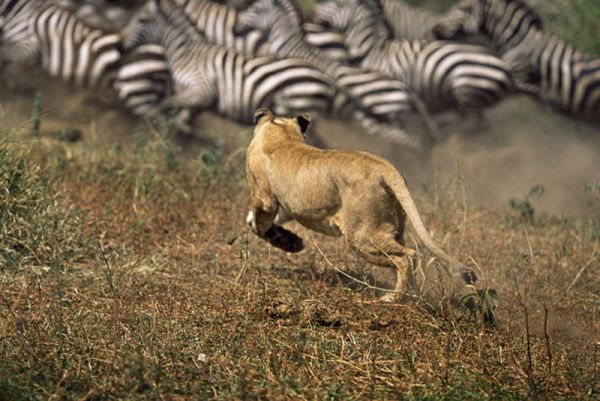 Охота на зебр